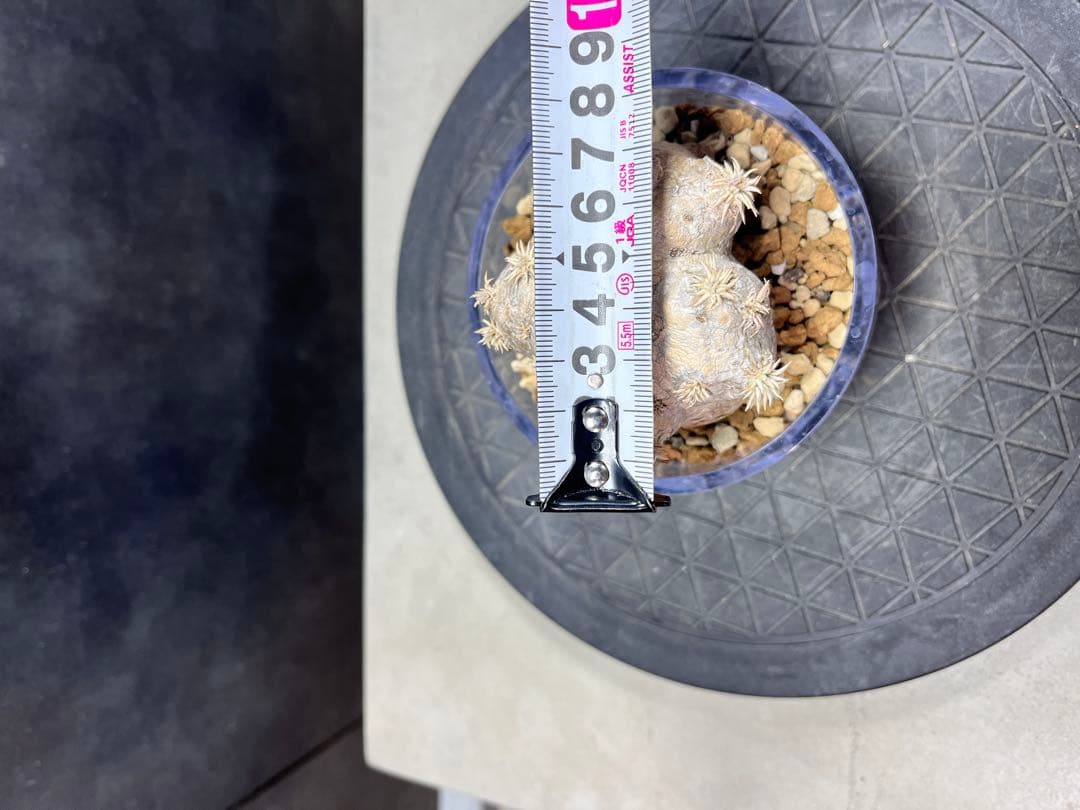 パキポディウム ブレビカウレB6 恵比寿笑