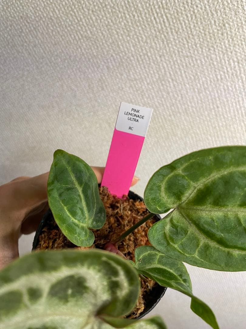 Anthurium Pink lemonade ULTRA✖️レッドクリスタリナム