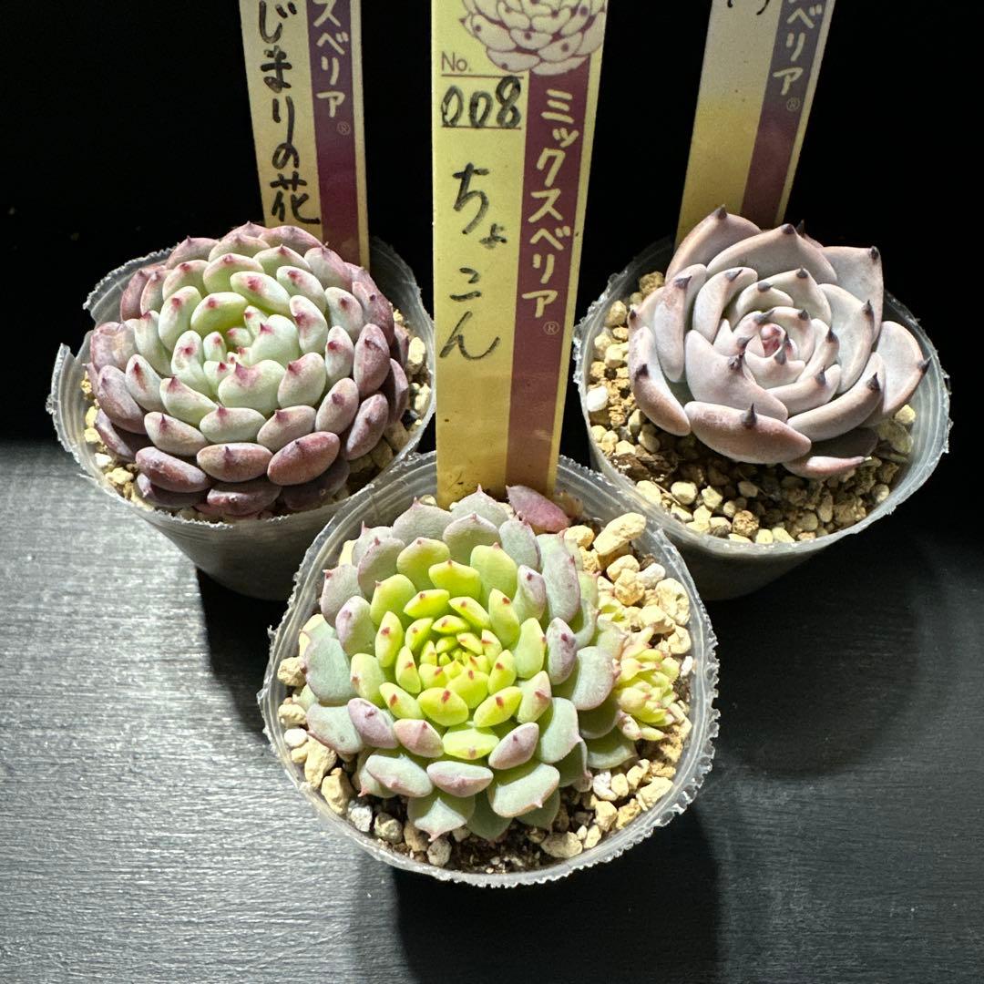 し*ん様 おらいさん苗10点セット　まだまだ成長お楽しみに♡ 札なし