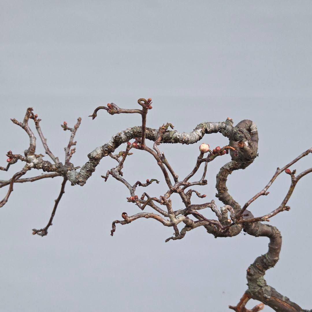 梅　(雲竜梅)　[根上がり文人風]　大品盆栽