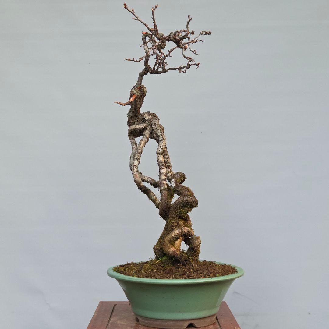 梅　(雲竜梅)　[根上がり文人風]　大品盆栽