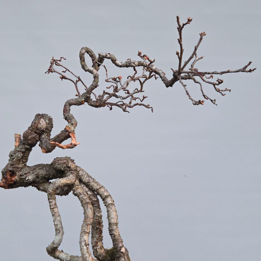 梅　(雲竜梅)　[根上がり文人風]　大品盆栽