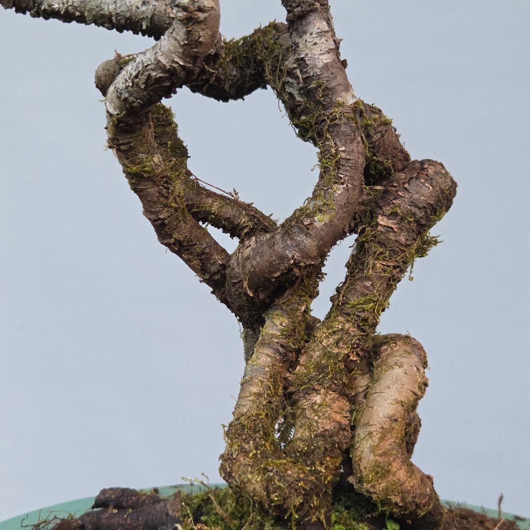 梅　(雲竜梅)　[根上がり文人風]　大品盆栽