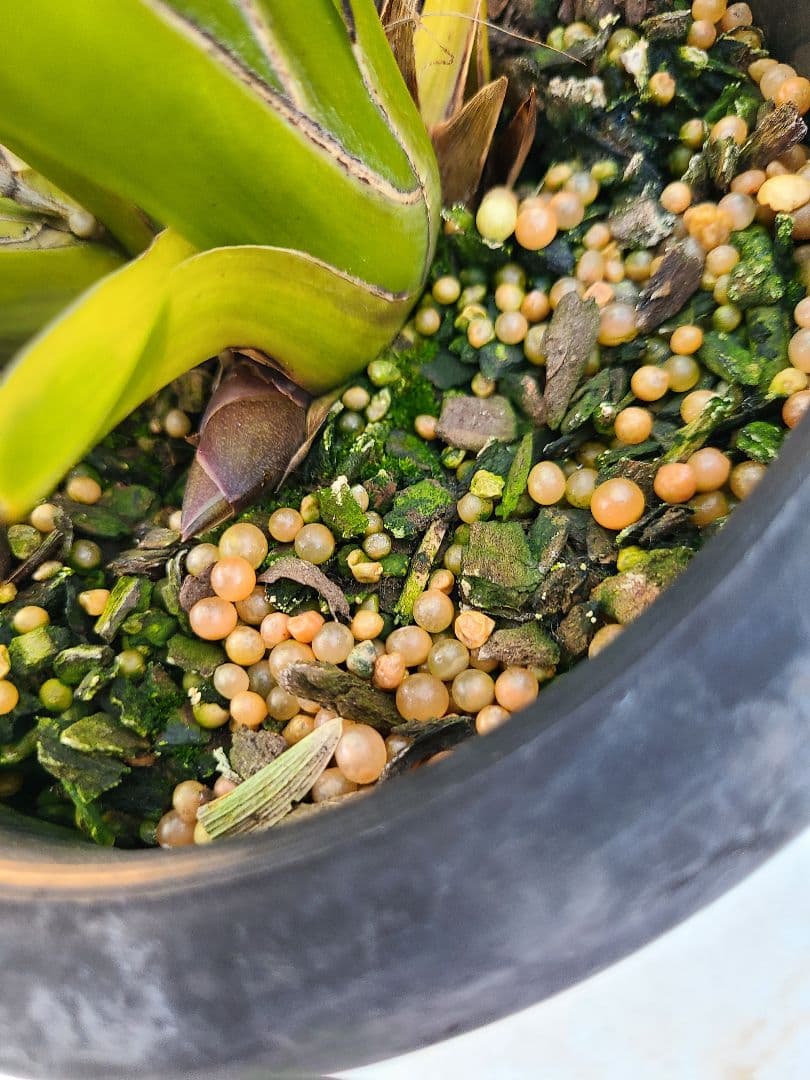 フォアゴットンフルーツ。花芽合計12個。5鉢セット。蜜蜂誘引蘭。日本蜜蜂。