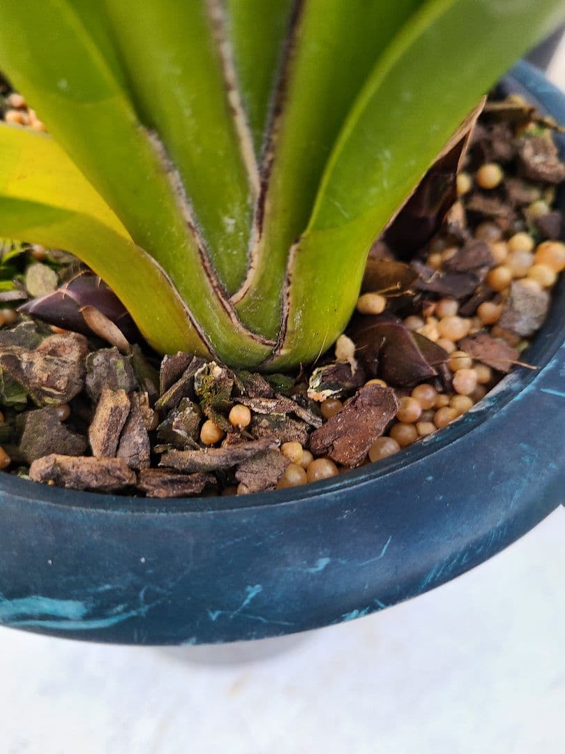 フォアゴットンフルーツ。花芽合計12個。5鉢セット。蜜蜂誘引蘭。日本蜜蜂。