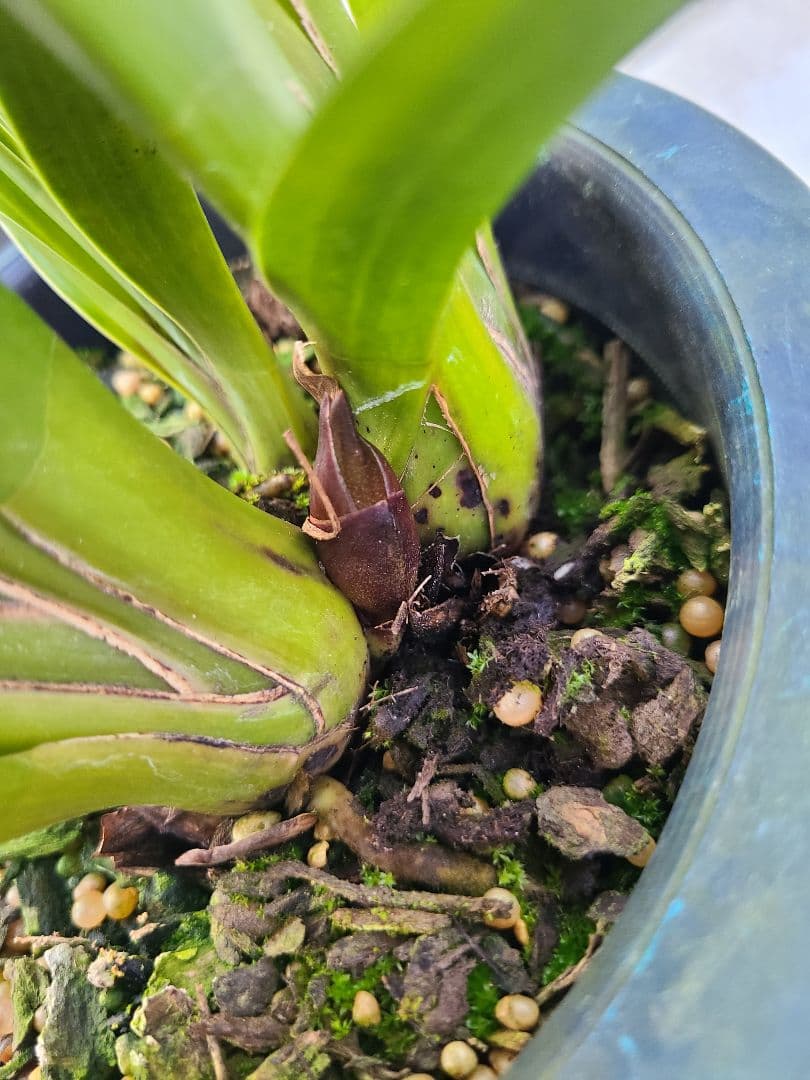 フォアゴットンフルーツ。花芽合計12個。5鉢セット。蜜蜂誘引蘭。日本蜜蜂。