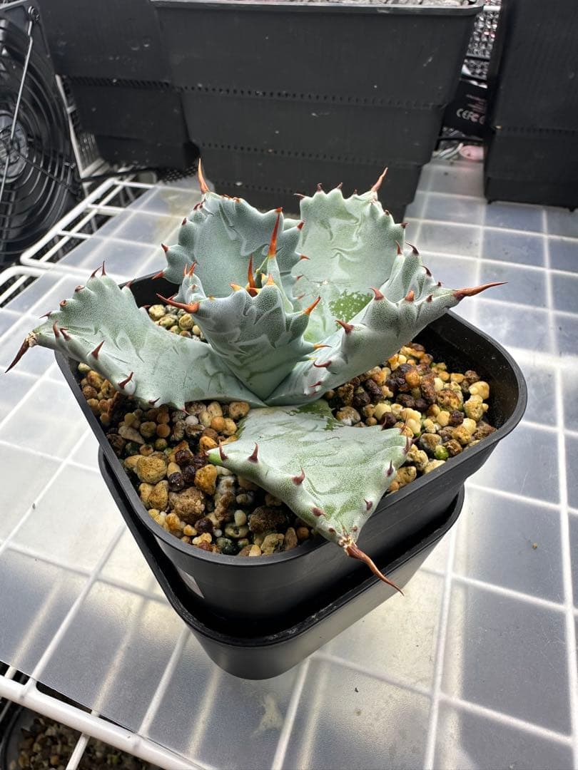 アガベ　青葉　特白肌