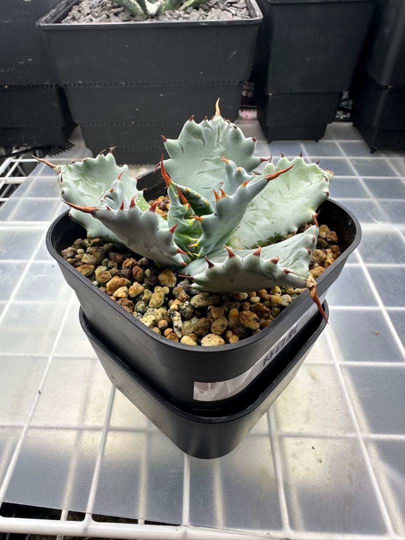 アガベ　青葉　特白肌