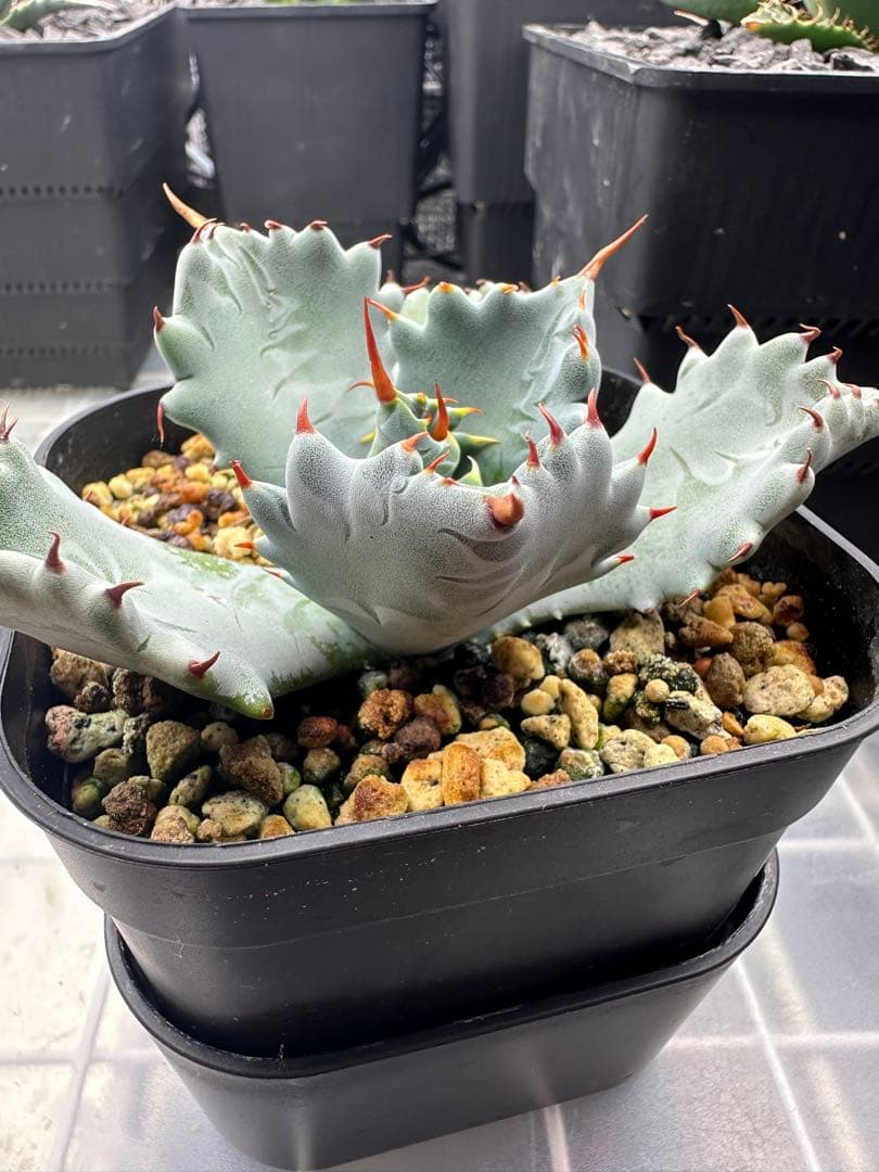 アガベ　青葉　特白肌