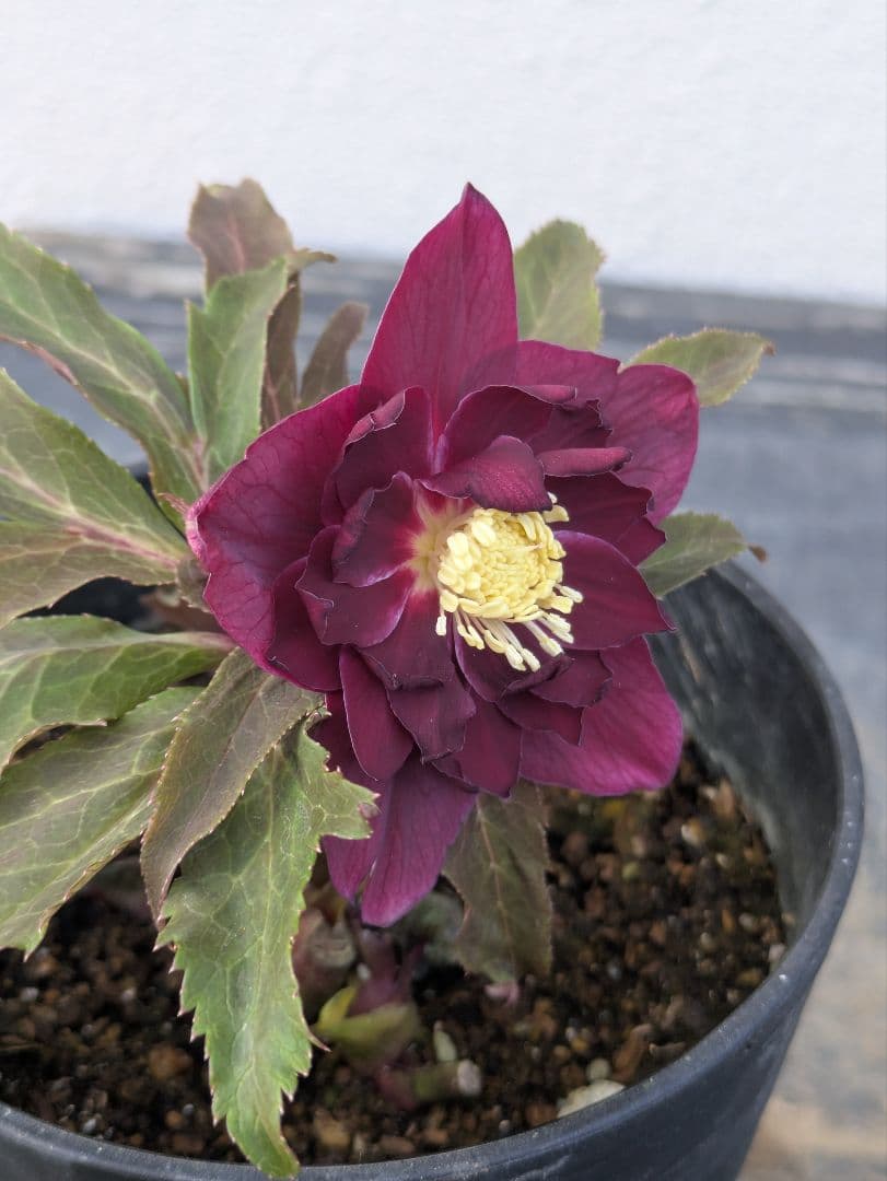 広瀬園芸 クリスマスローズ　ダブル 【ベルベットレッド】 極美個体