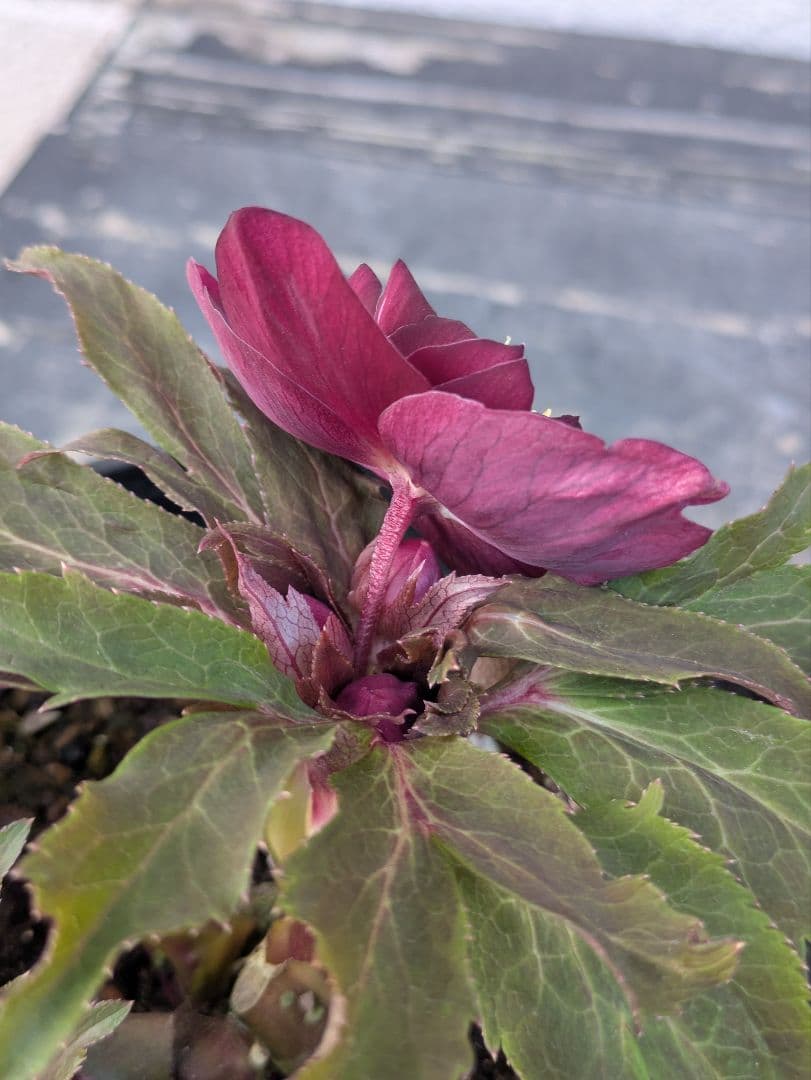 広瀬園芸 クリスマスローズ　ダブル 【ベルベットレッド】 極美個体