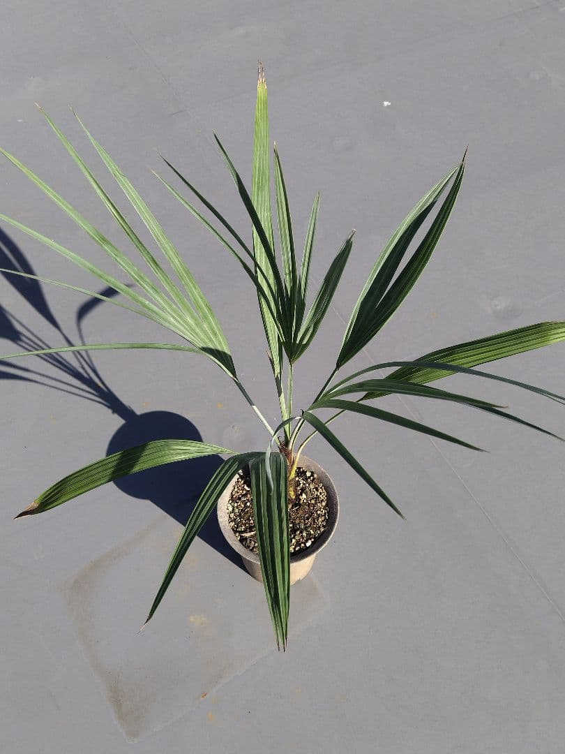 Brahea armata　トゲハクセンヤシ　ブラヘア アルマータ