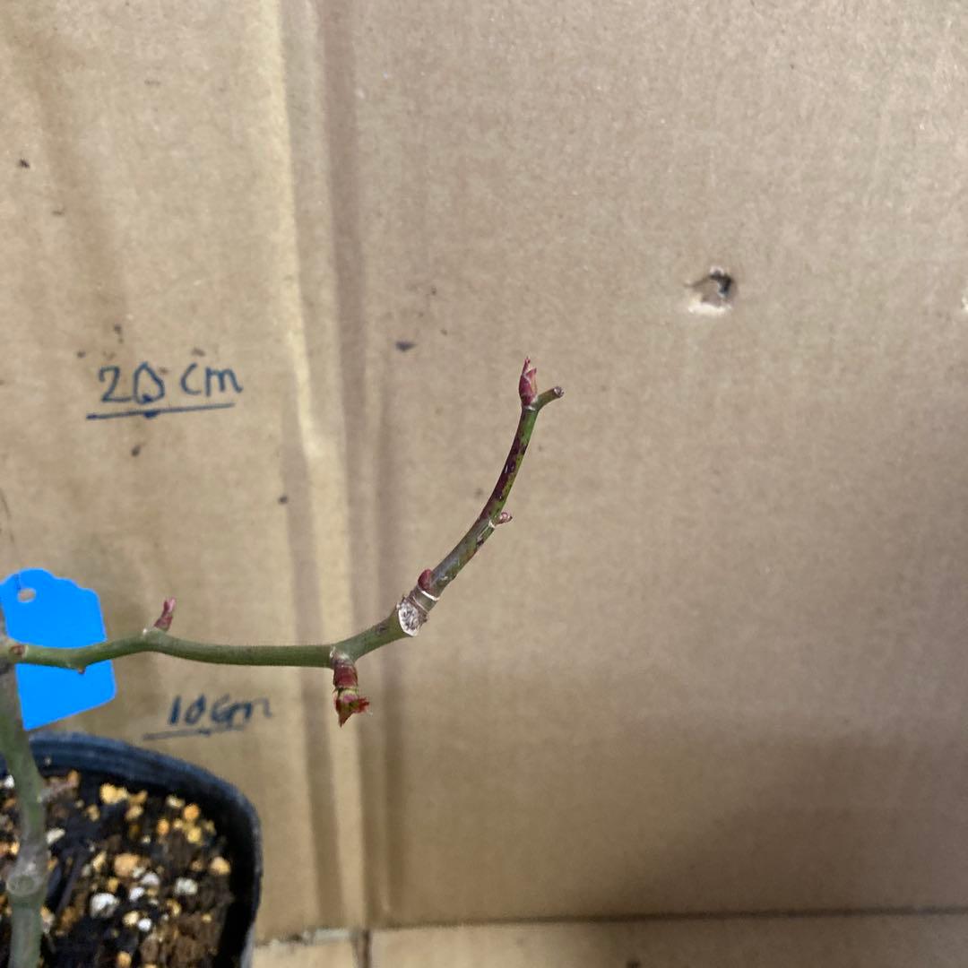 バラ苗　切りバラ苗　Whit♡ Mayr♡ R♡se