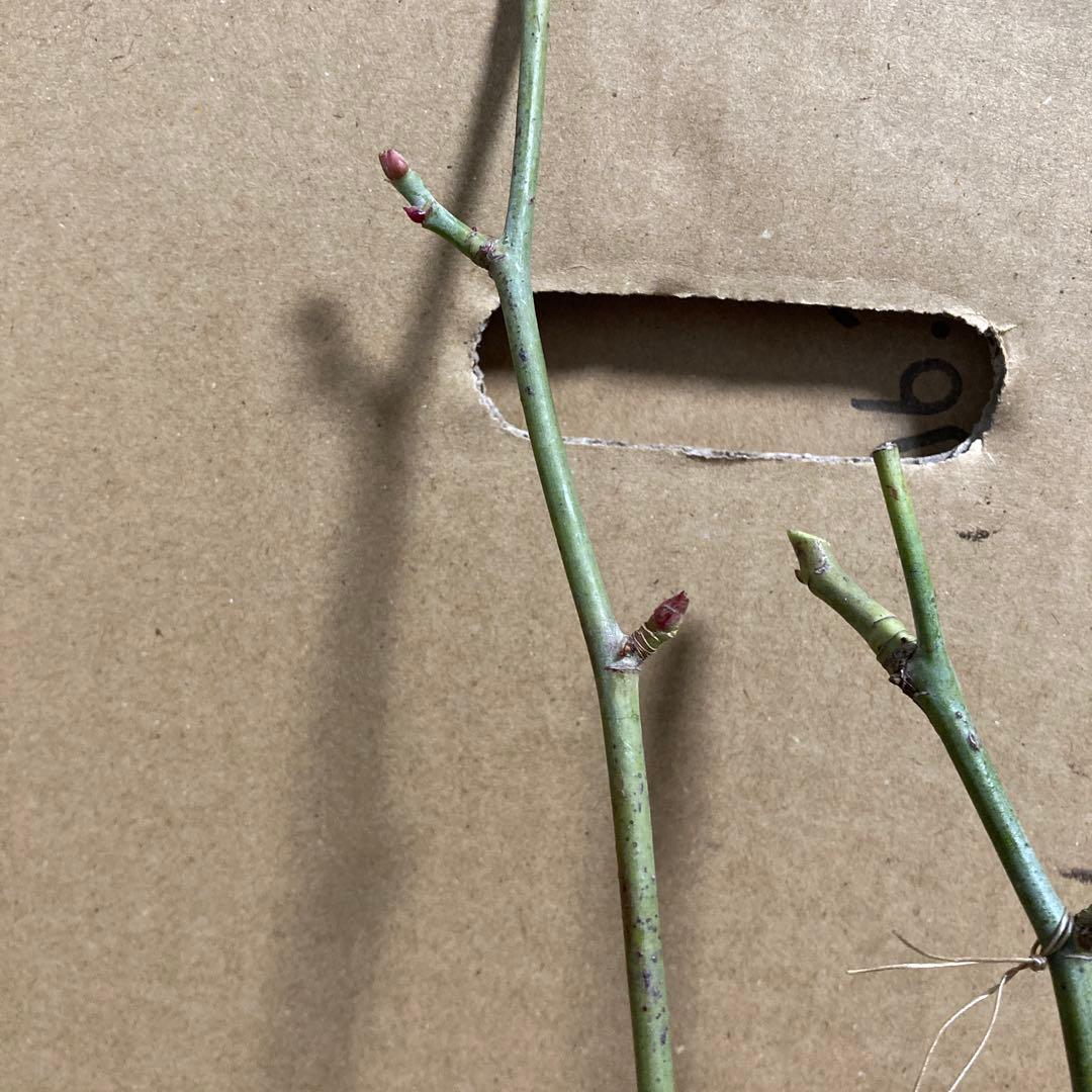 バラ苗　切りバラ苗　Whit♡ Mayr♡ R♡se