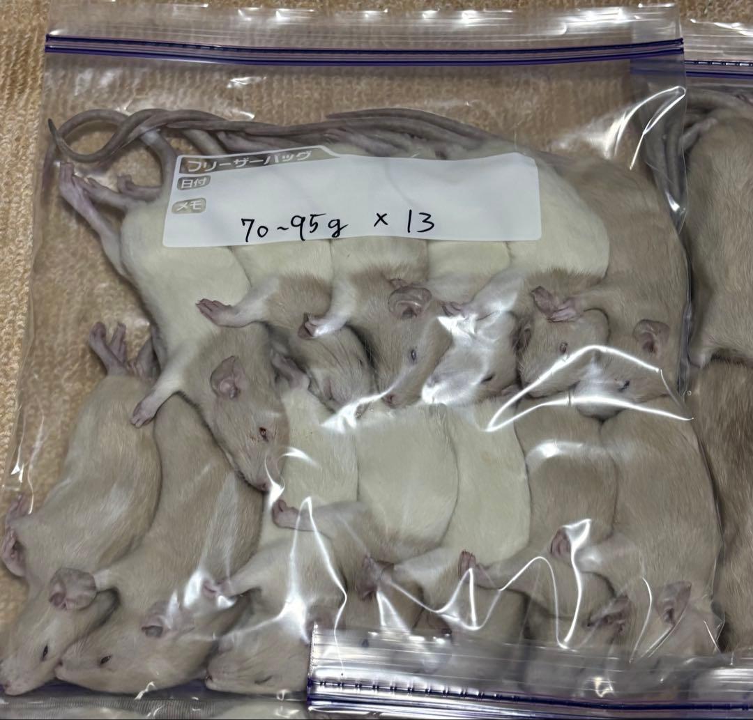 ラット　冷凍　75匹　70〜270gミックス