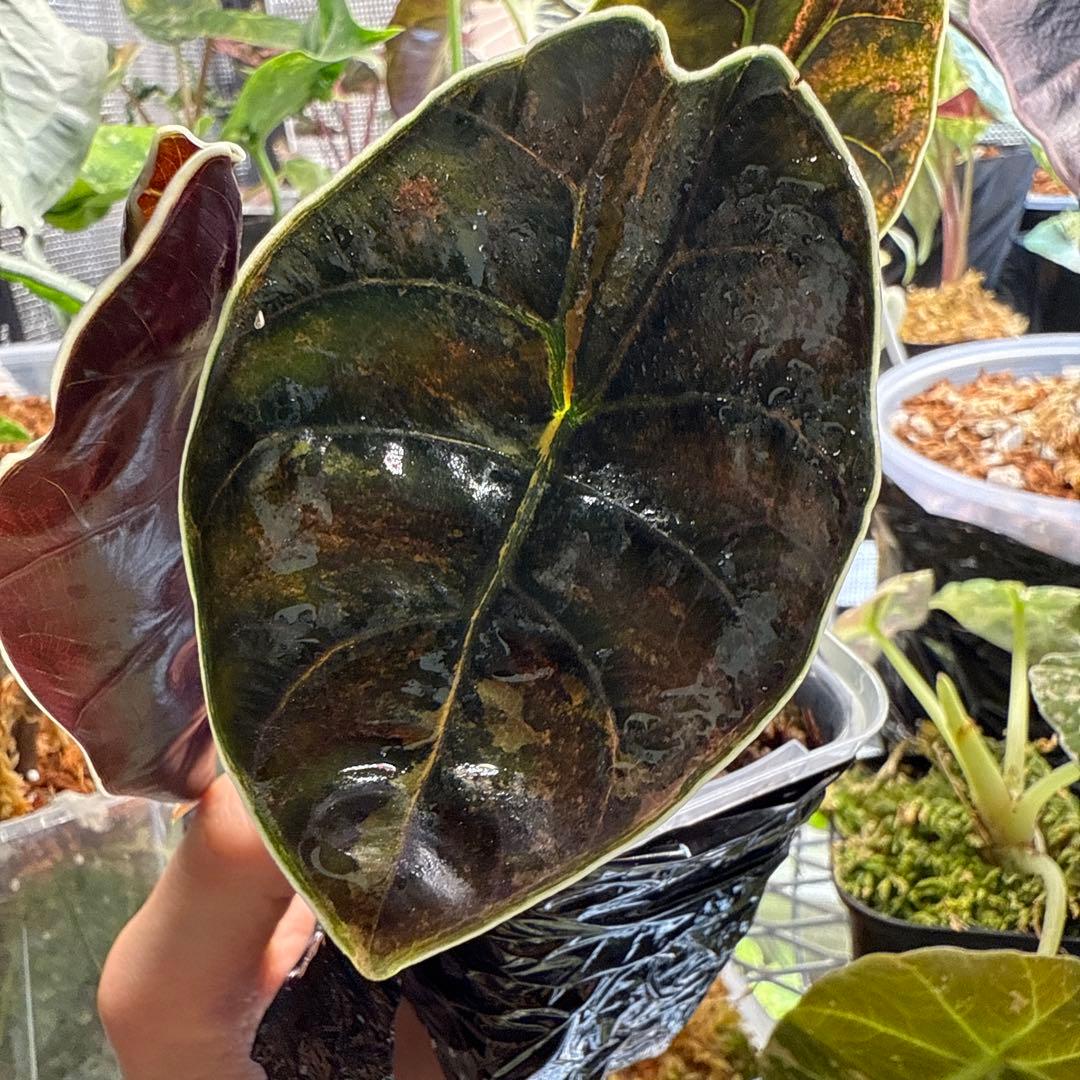 アロカシア アズラニー イエロー