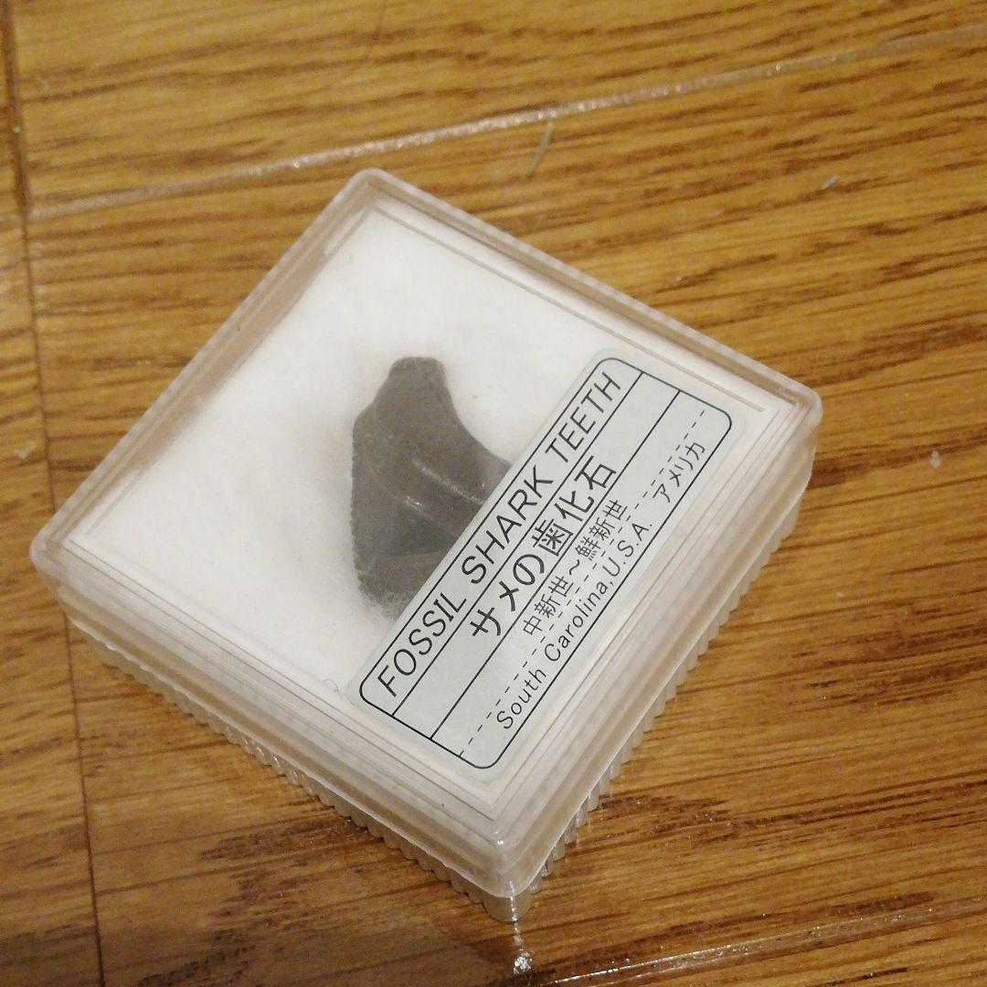 サメの歯化石