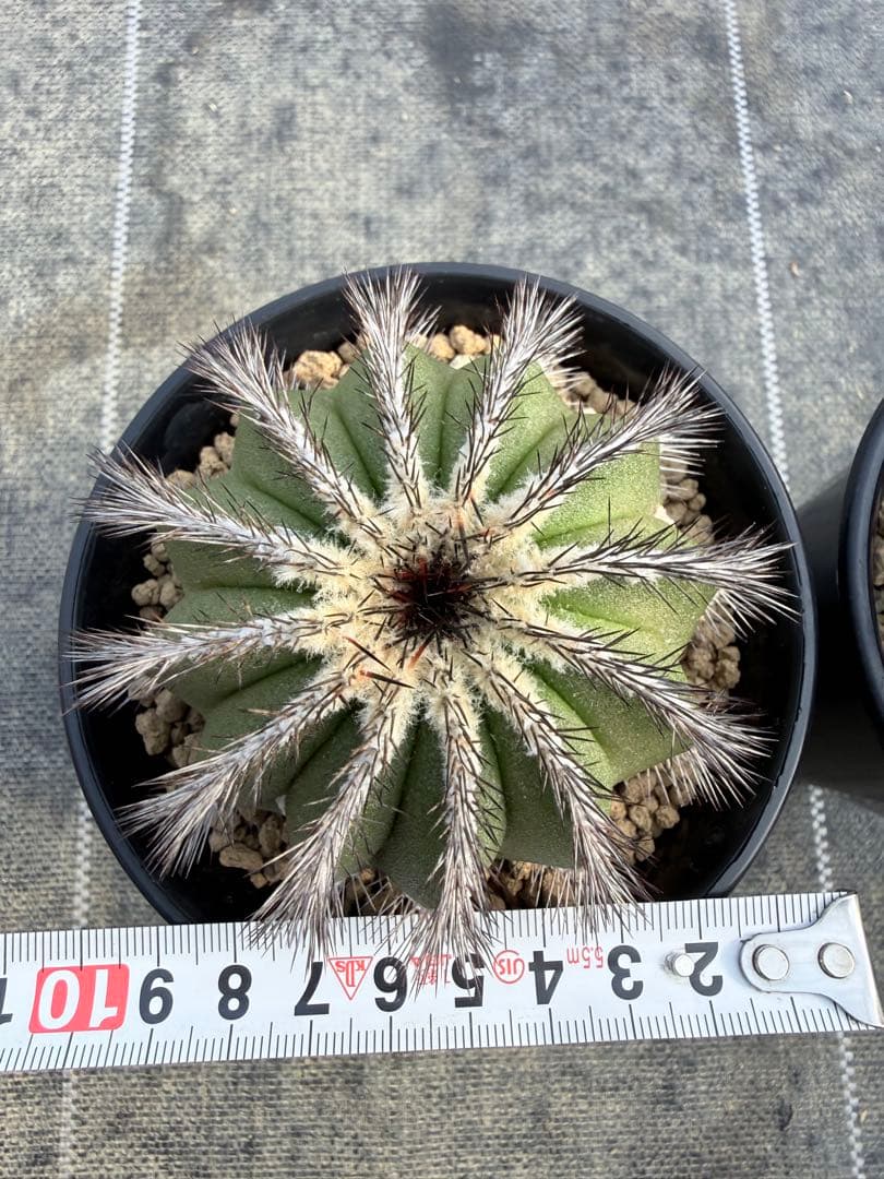 ユーベルマニア　ペクチニフェラ　国内実生　サボテン