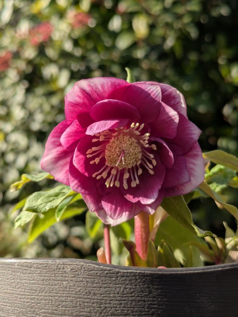 【広瀬園芸】クリスマスローズ　ソレイユ系dd 整形花