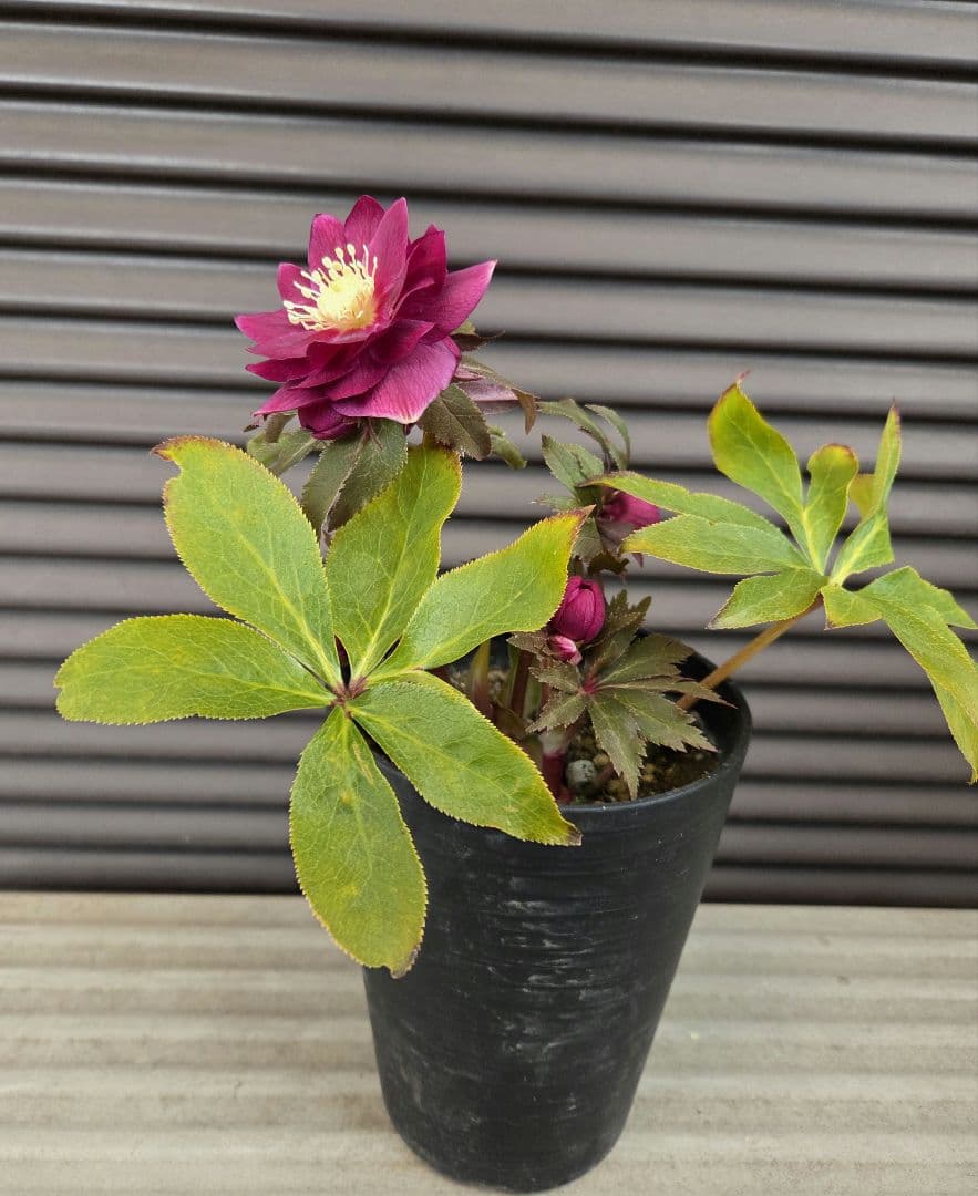 SALE　クリスマスローズ 広瀬園芸 レッドオーレア ダブル 開花株