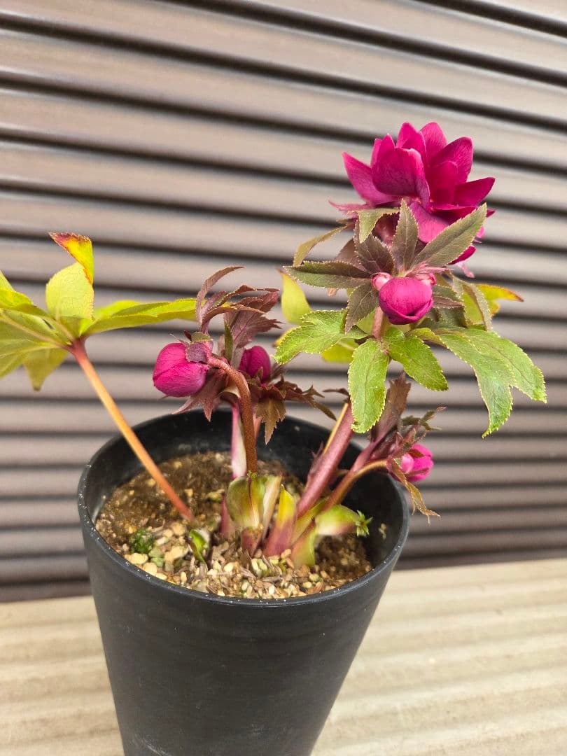 SALE　クリスマスローズ 広瀬園芸 レッドオーレア ダブル 開花株