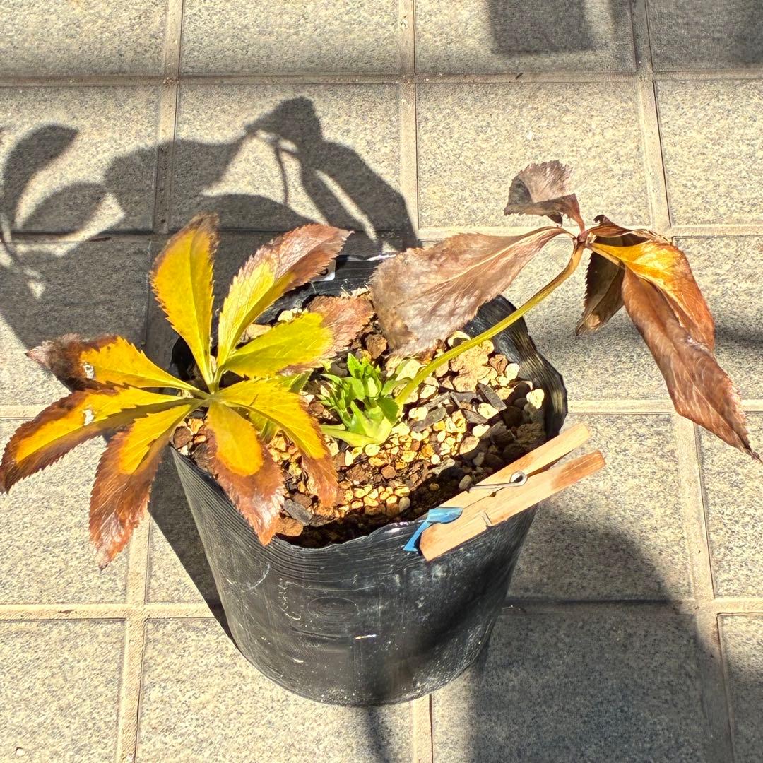 も*子様 ☘️蕾付き☘️NEW☘️レア☘️3395⭐️マイクロヒデコート⭐️小輪