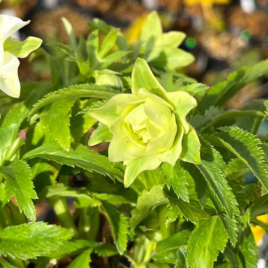 も*子様 ☘️蕾付き☘️NEW☘️レア☘️3395⭐️マイクロヒデコート⭐️小輪