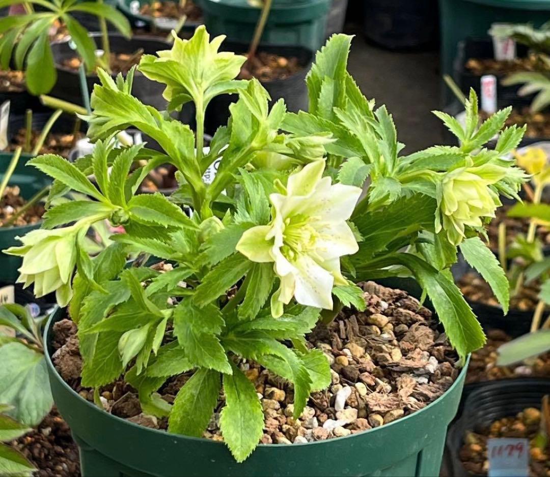 も*子様 ☘️蕾付き☘️NEW☘️レア☘️3395⭐️マイクロヒデコート⭐️小輪