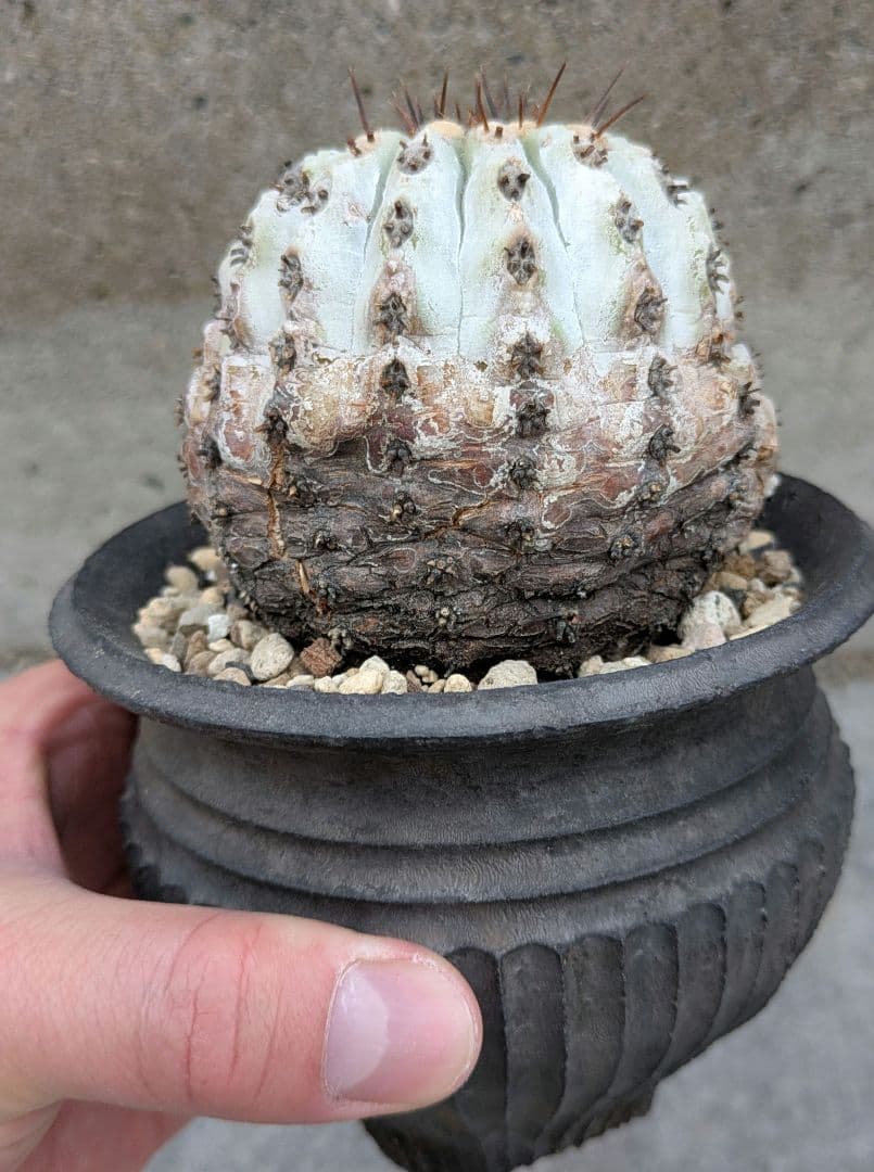 専用！ひまいつ様