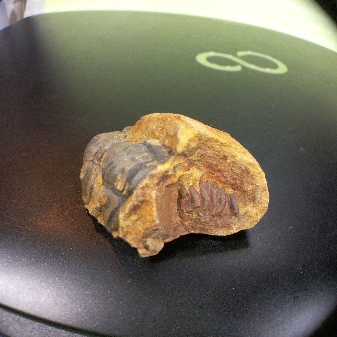 三葉虫　化石　fossil　ボリビア　trilobite　海生動物　三葉虫識別⑨