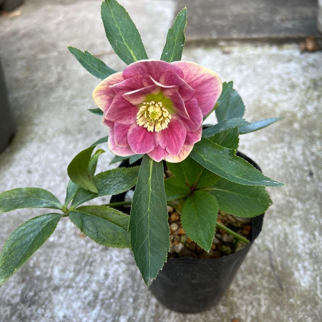 白抜けベインくすみバイカラーdd クリスマスローズ　苗