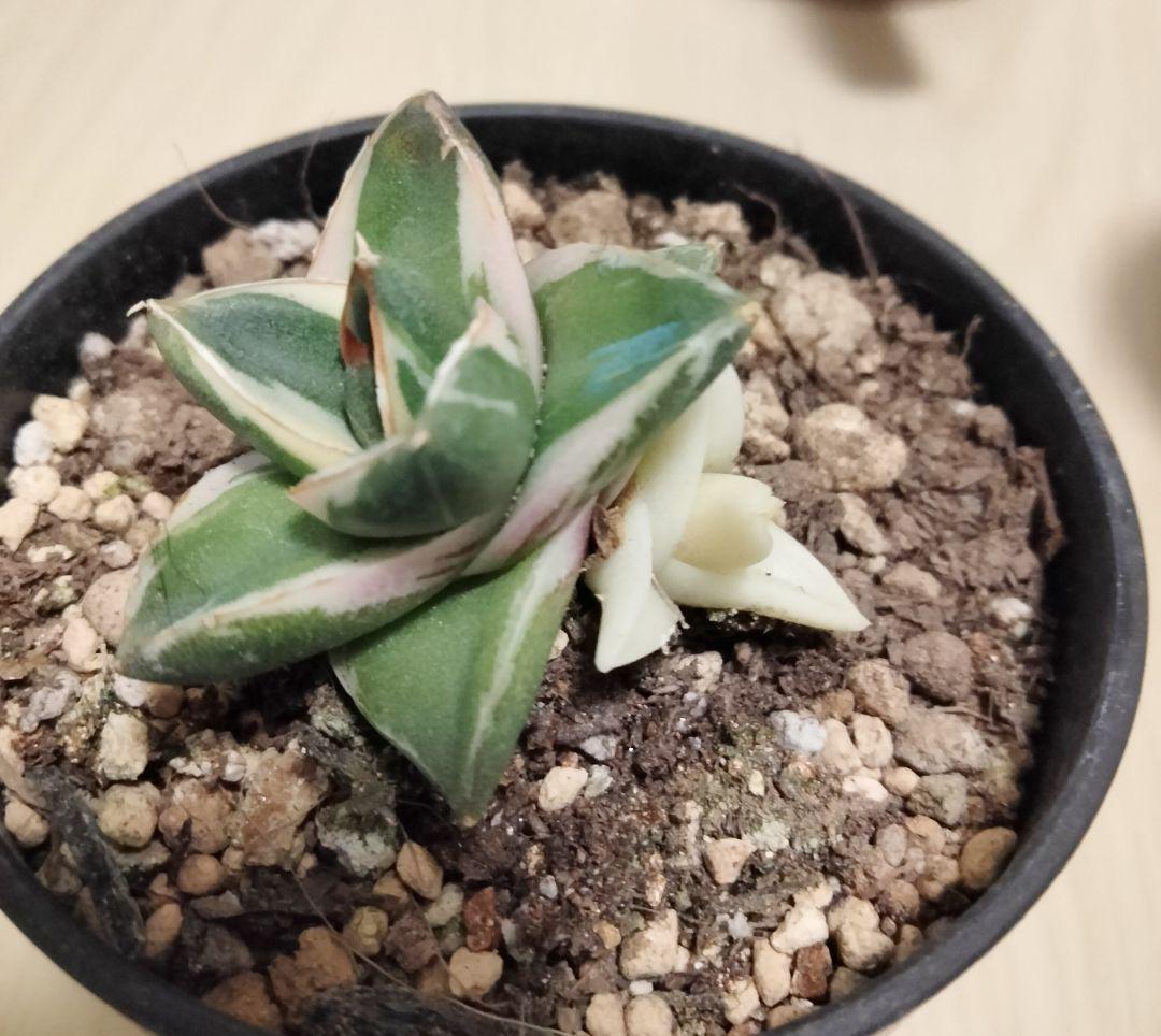 王妃笹の雪 A型 ピンキー 白覆輪斑 発根済 鉢ごと発送 美白覆輪 アガベ