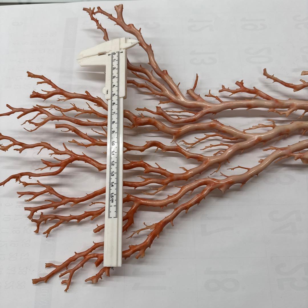 珊瑚　拝見　ゾロ