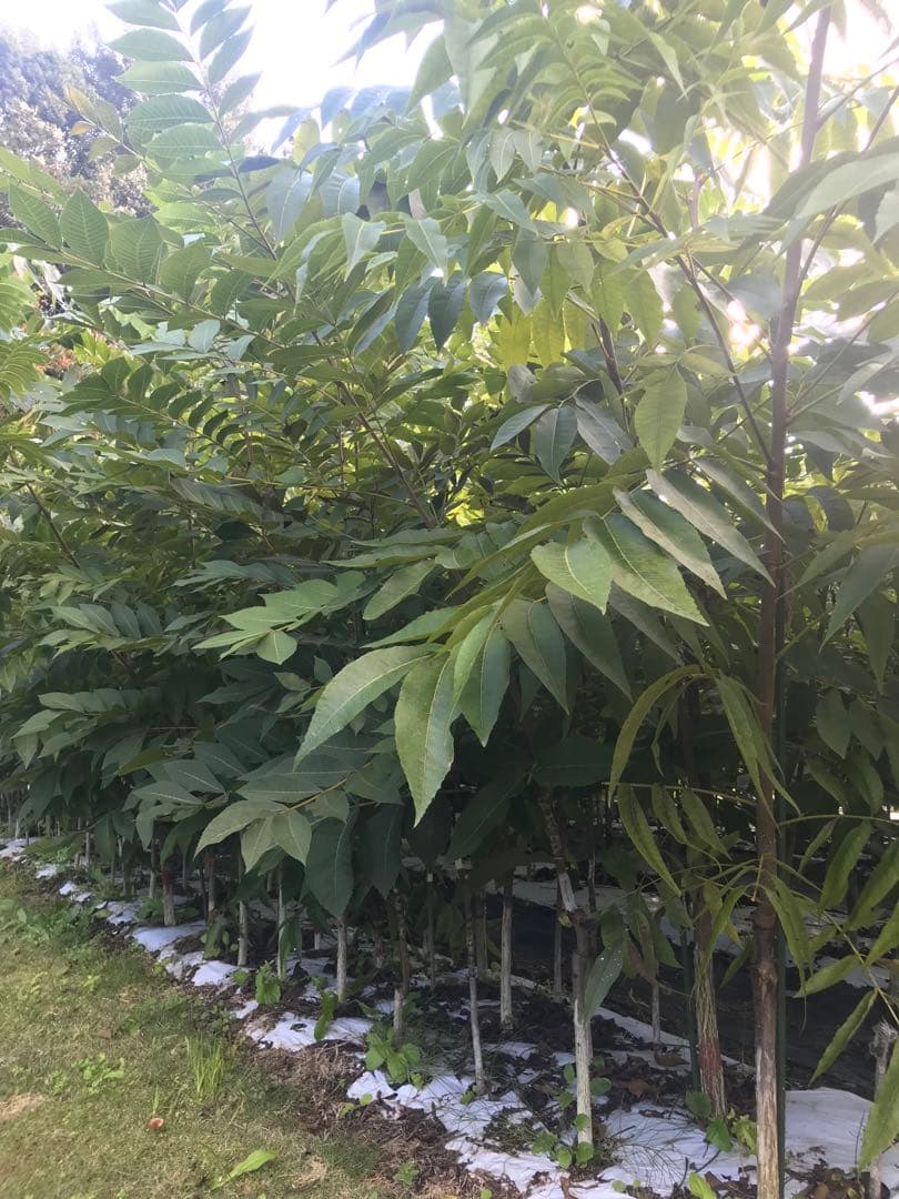 ピーカンナッツ　接木地堀苗　ポーニー