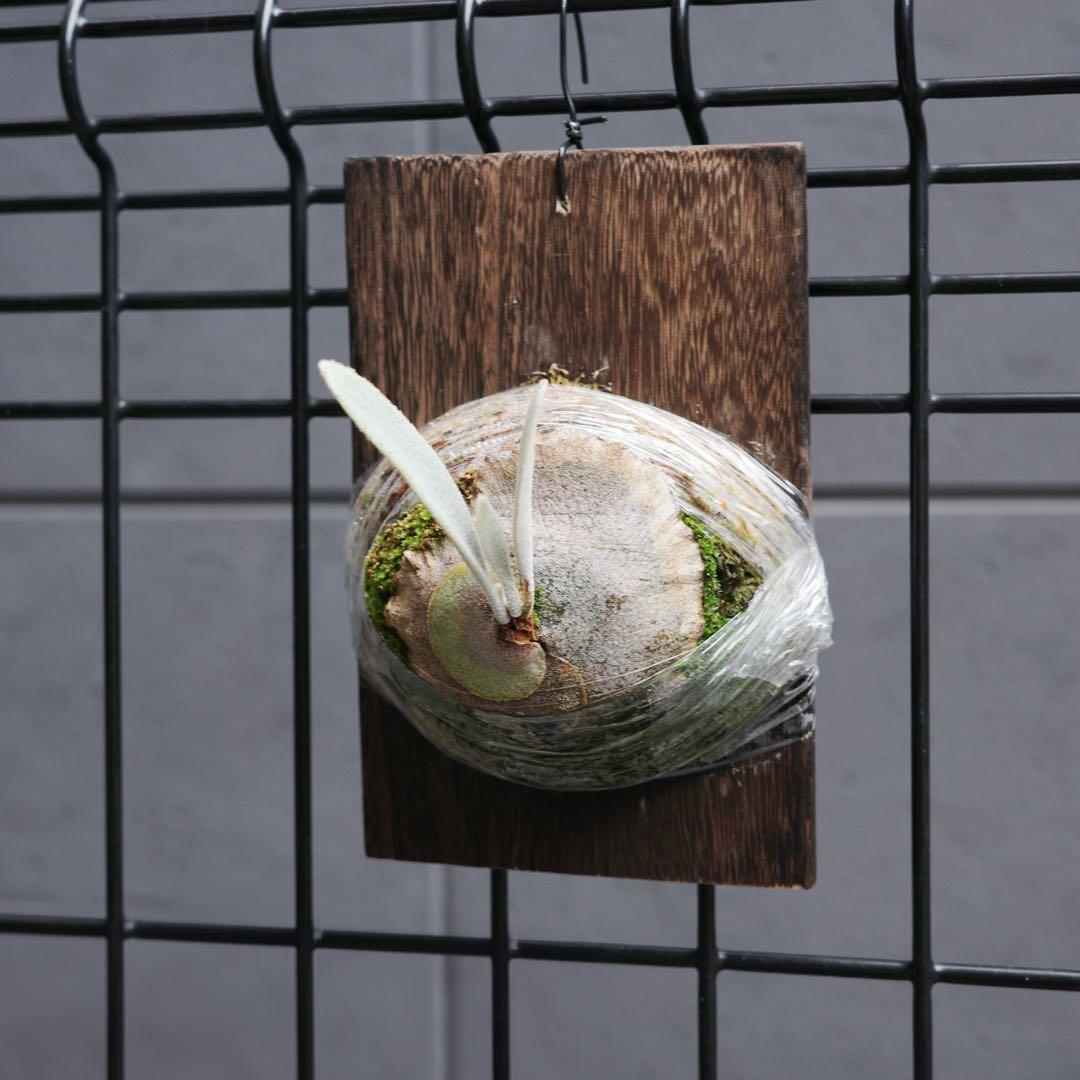 ︎︎︎︎☑︎ P.veitchii wild sp ♯3ビカクシダ 子株 限定1つ