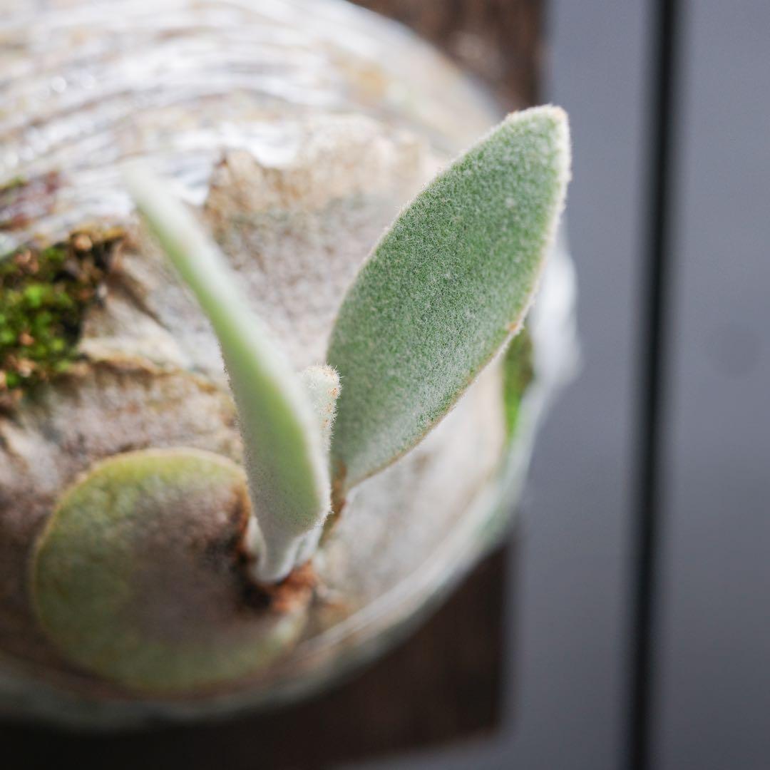 ︎︎︎︎☑︎ P.veitchii wild sp ♯3ビカクシダ 子株 限定1つ