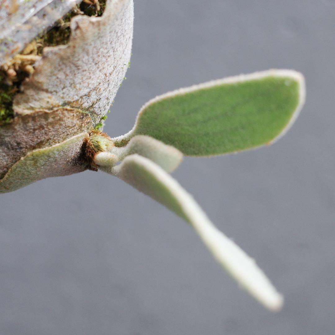 ︎︎︎︎☑︎ P.veitchii wild sp ♯3ビカクシダ 子株 限定1つ