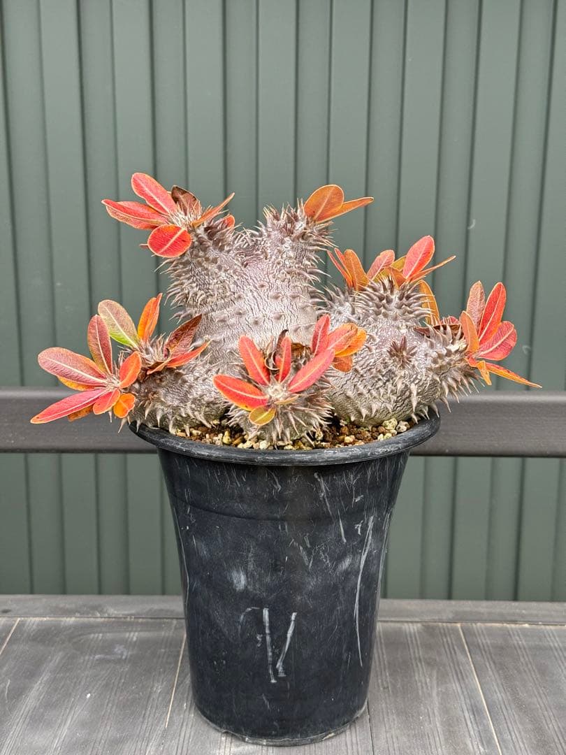 パキポディウム　デンシフローラム　実生