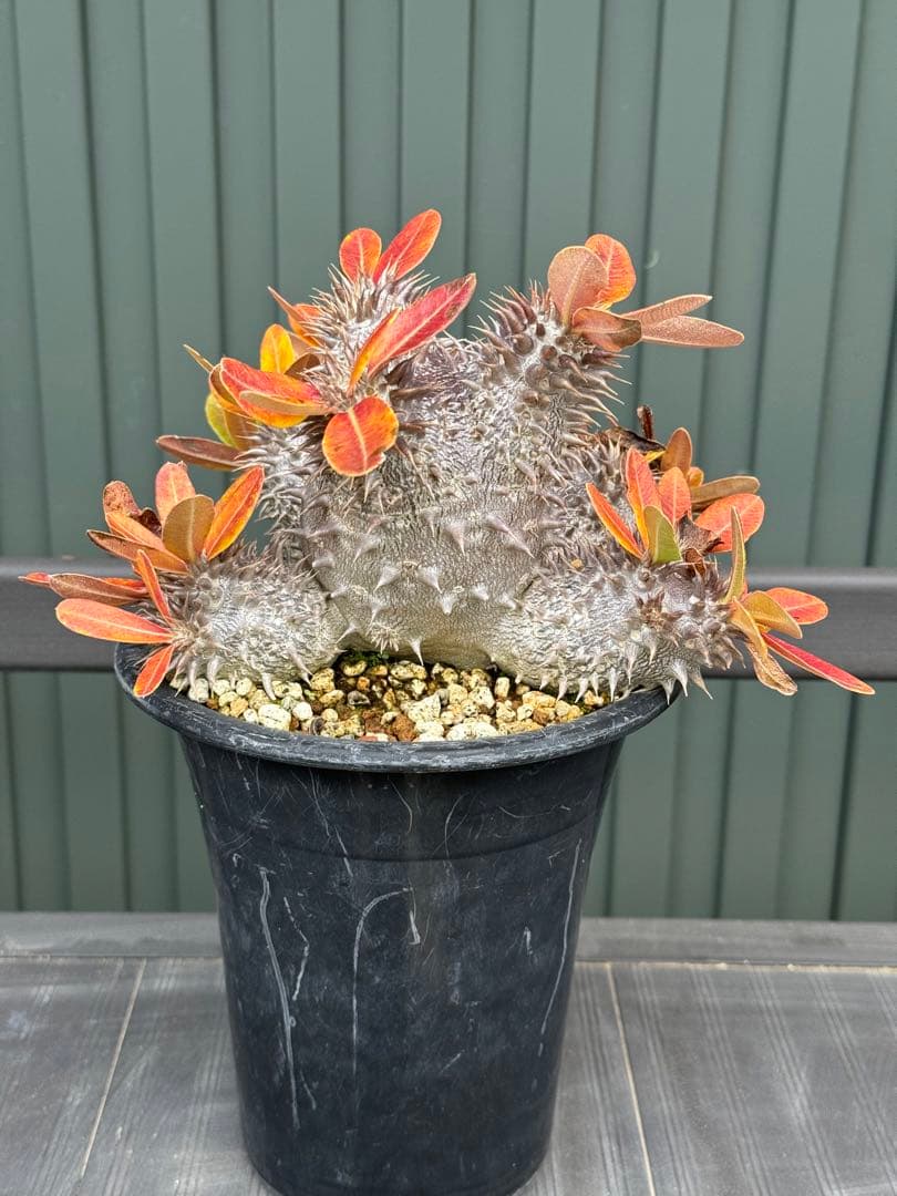 パキポディウム　デンシフローラム　実生