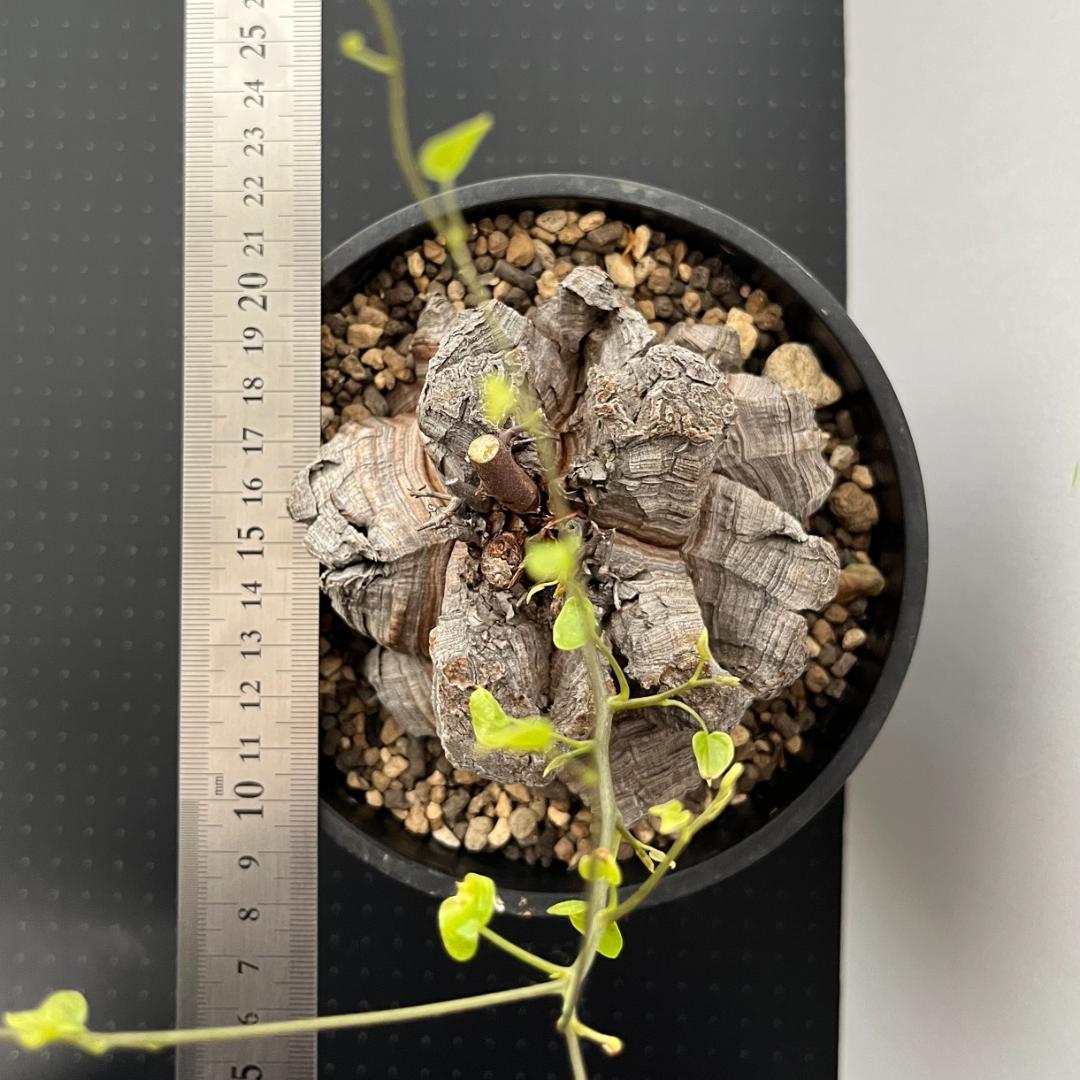 アフリカ亀甲竜 5号鉢