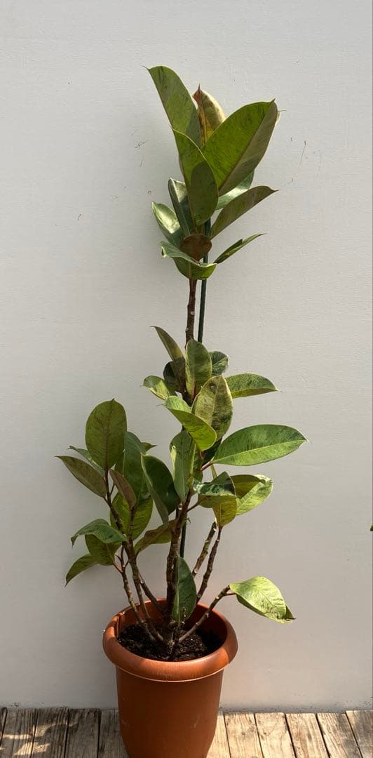 フィカス　ジン　斑入り　鉢皿付き