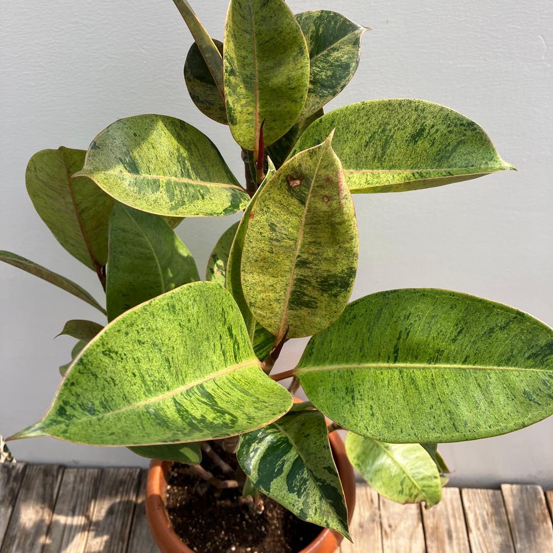 フィカス　ジン　斑入り　鉢皿付き