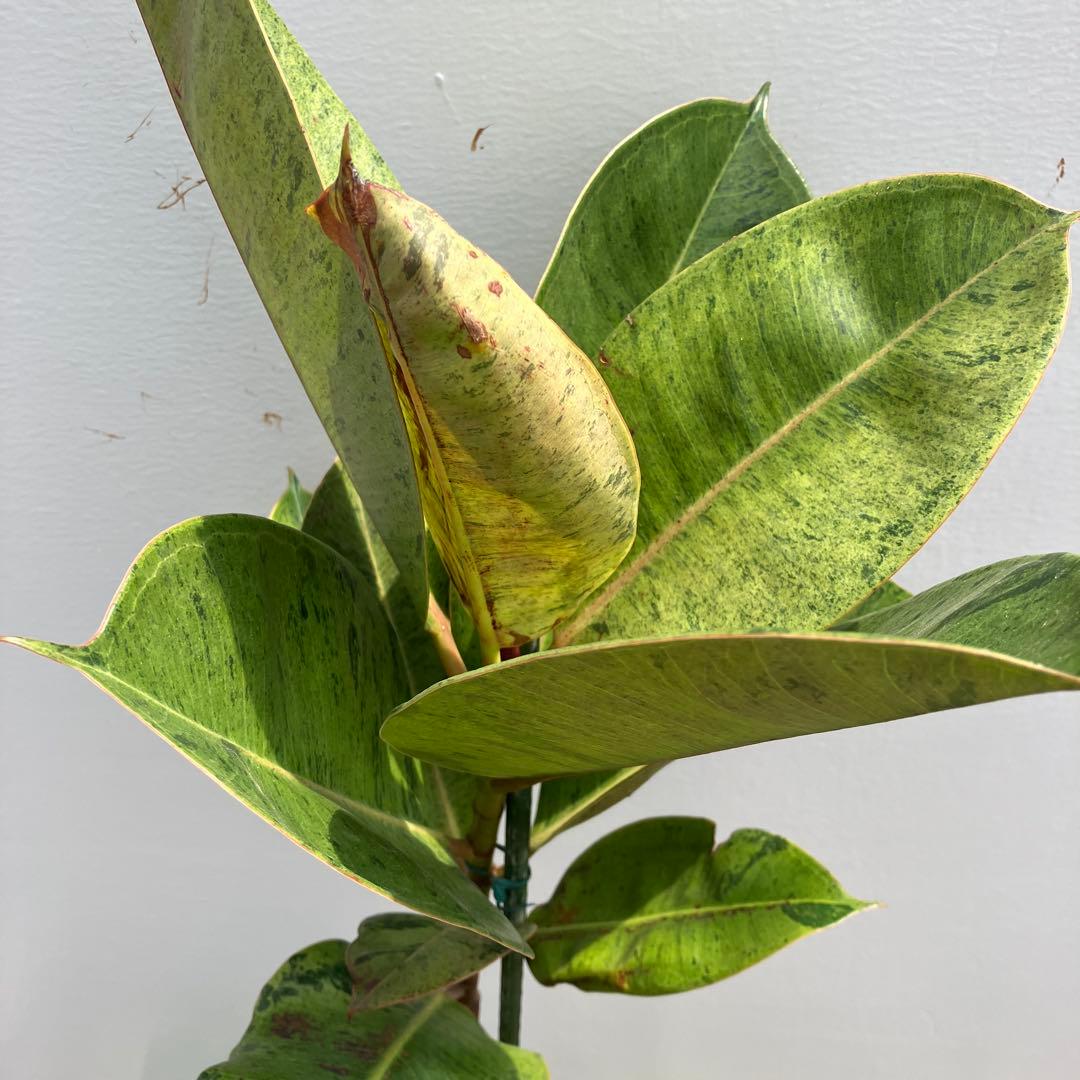 フィカス　ジン　斑入り　鉢皿付き