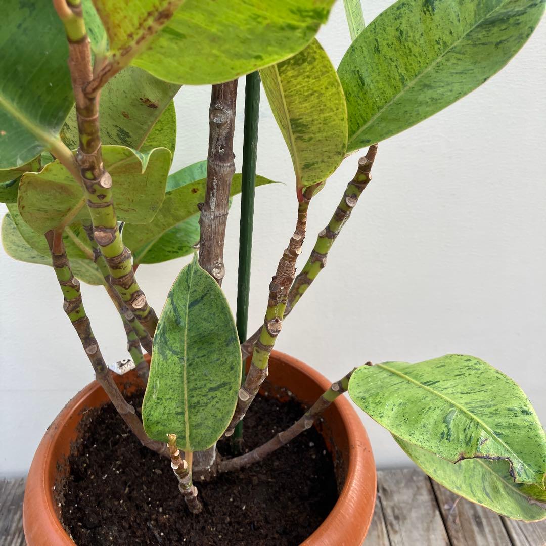 フィカス　ジン　斑入り　鉢皿付き