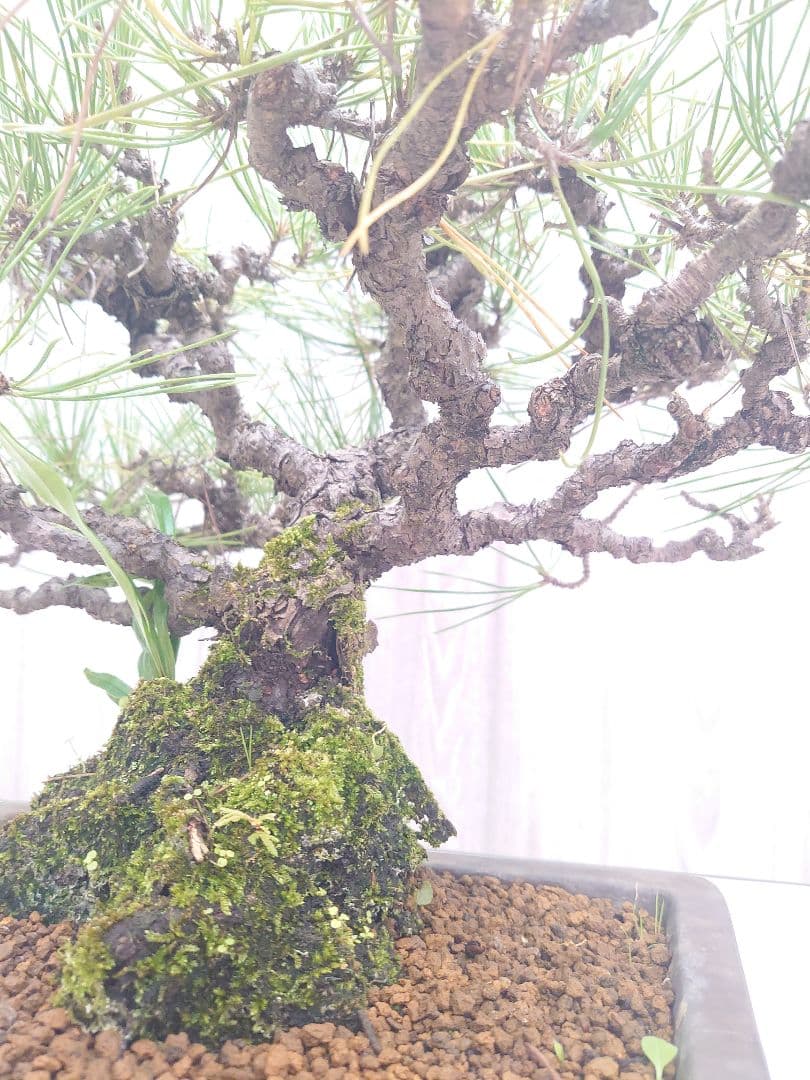 黒松盆栽 万里一空 特選 春を松 Bonsai Kuromatsu