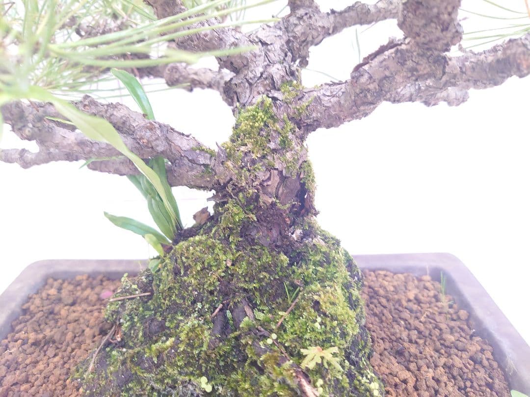 黒松盆栽 万里一空 特選 春を松 Bonsai Kuromatsu