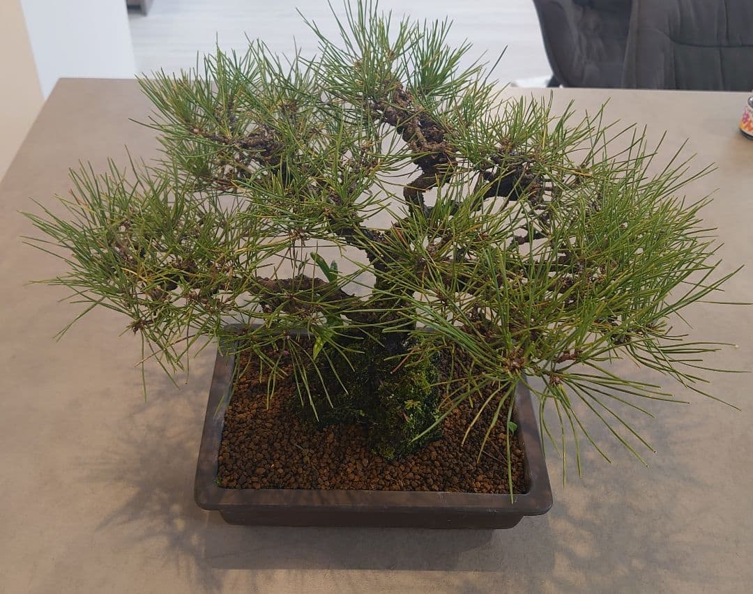 黒松盆栽 万里一空 特選 春を松 Bonsai Kuromatsu