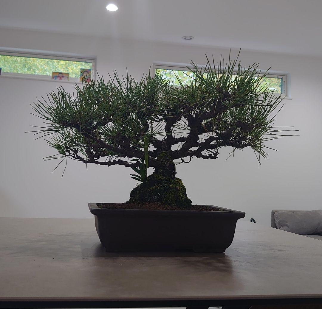 黒松盆栽 万里一空 特選 春を松 Bonsai Kuromatsu