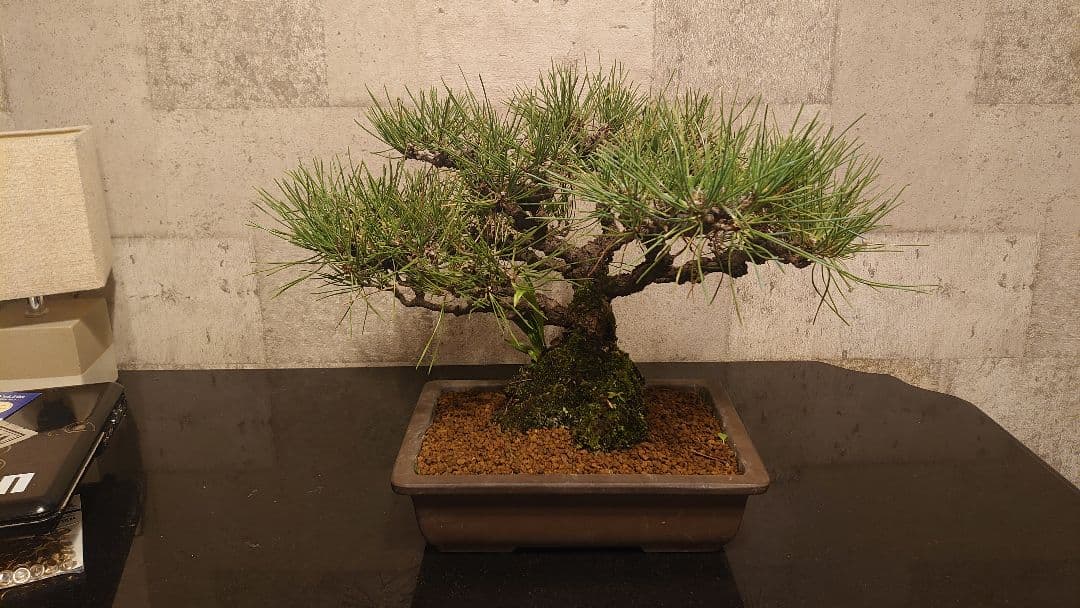 黒松盆栽 万里一空 特選 春を松 Bonsai Kuromatsu