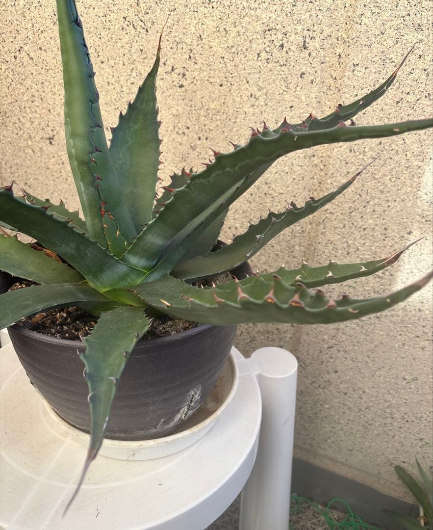 特大‼️ Agave アガベ　ジェントリージョーズ
